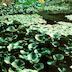Sicilian Botanic Gardens from New Dimensions Lucien Clergue 