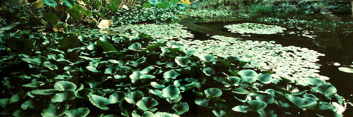 Sicilian Botanic Gardens from New Dimensions Lucien Clergue 
