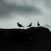 Birds at Point Lobos