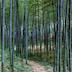 Bamboo grove near Hangzhou, Zhejiang