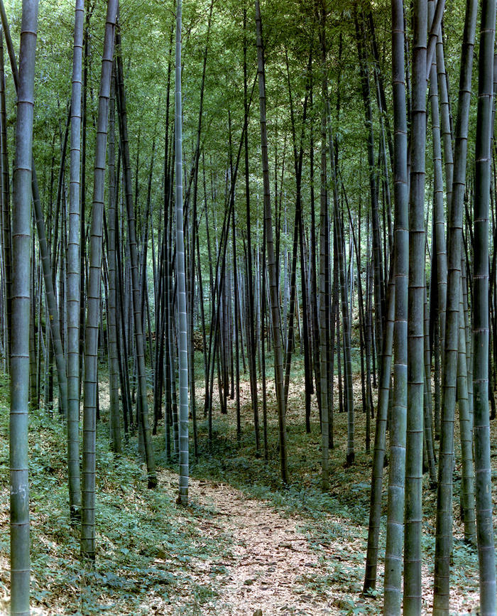 Bamboo grove near Hangzhou, Zhejiang