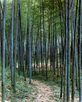 Bamboo grove near Hangzhou, Zhejiang