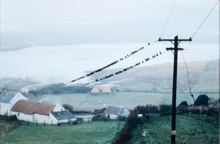 Birds, Bloody Foreland, Dongal