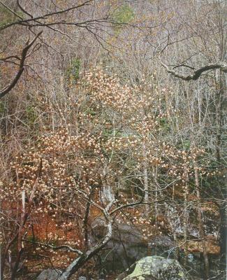 Shade Tree in Bloom, GT Smokey Mts (Color Nature Landscapes Portfolio)