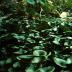Sicilian Botanic Gardens from New Dimensions Lucien Clergue 